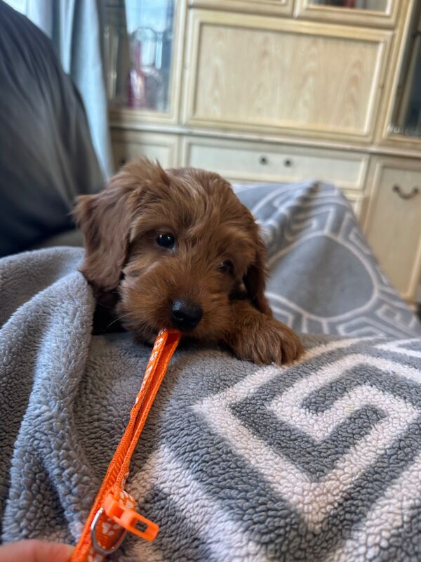 F1b cockapoo fully health tested 1 boy 2 girls