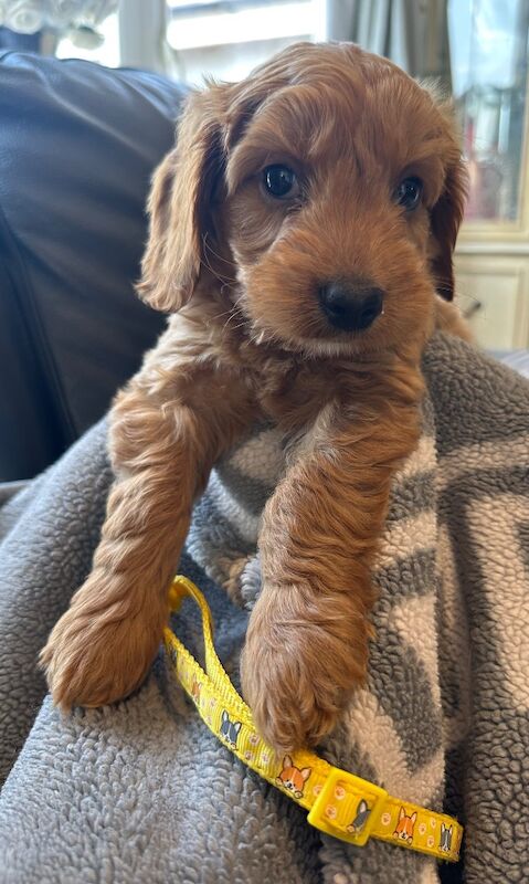 F1b cockapoo fully health tested 2 cockapoos left available