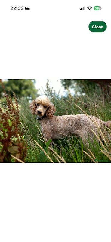 F1b cockapoo fully health tested