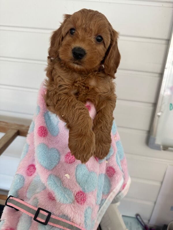 F1b cockapoo fully health tested