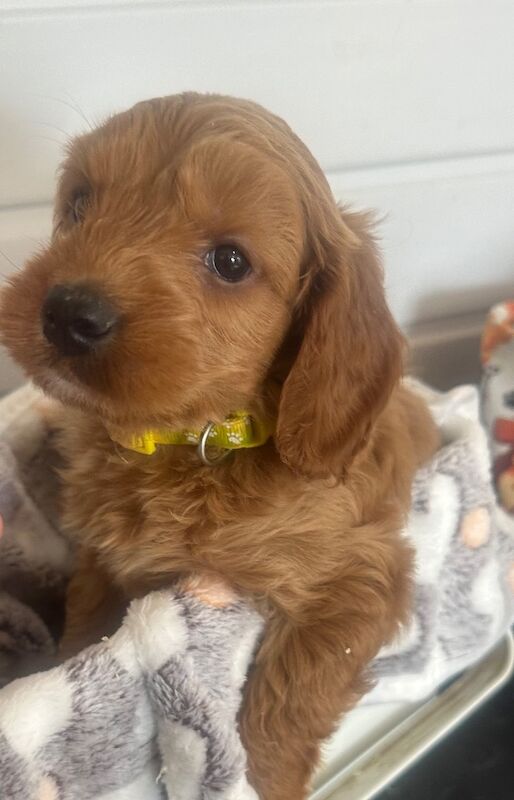 F1b cockapoo fully health tested 