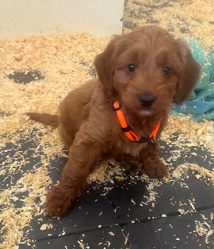 F1b cockapoo fully health tested