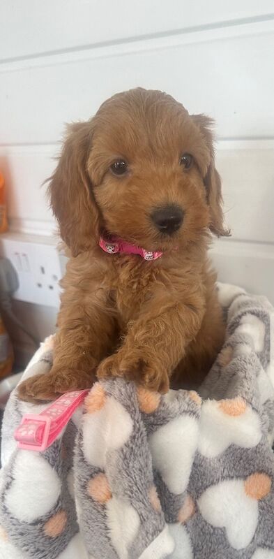F1b cockapoo fully health tested 1 boy 2 girls