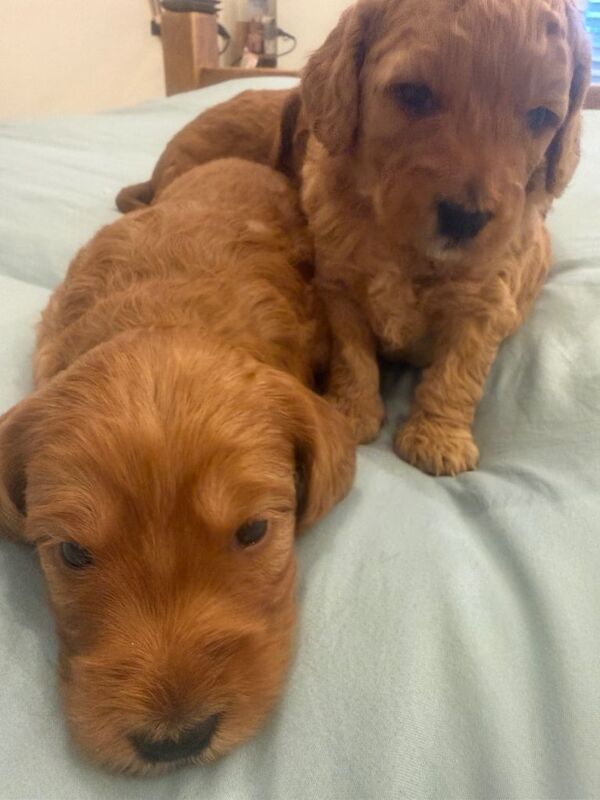 F1B cockapoo ️ left - Image 2 of 4