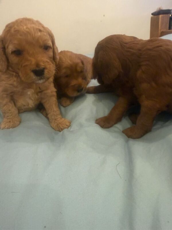 F1B cockapoo ️ left - Image 3 of 4