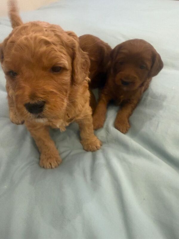 F1B cockapoo ️ left - Image 4 of 4