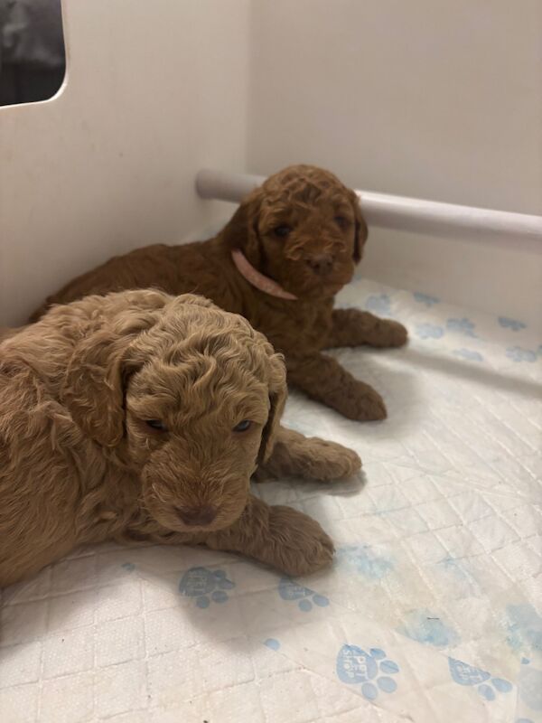 Cockapoo puppies for sale in Ipswich, Suffolk – 4 weeks old