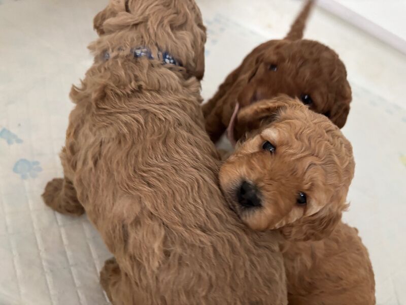 Cockapoo puppies for sale in Ipswich, Suffolk – 5 weeks old - Image 3 of 13
