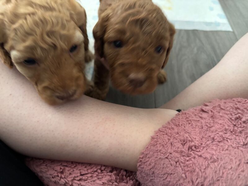 Cockapoo puppies for sale in Ipswich, Suffolk – 5 weeks old - Image 4 of 13