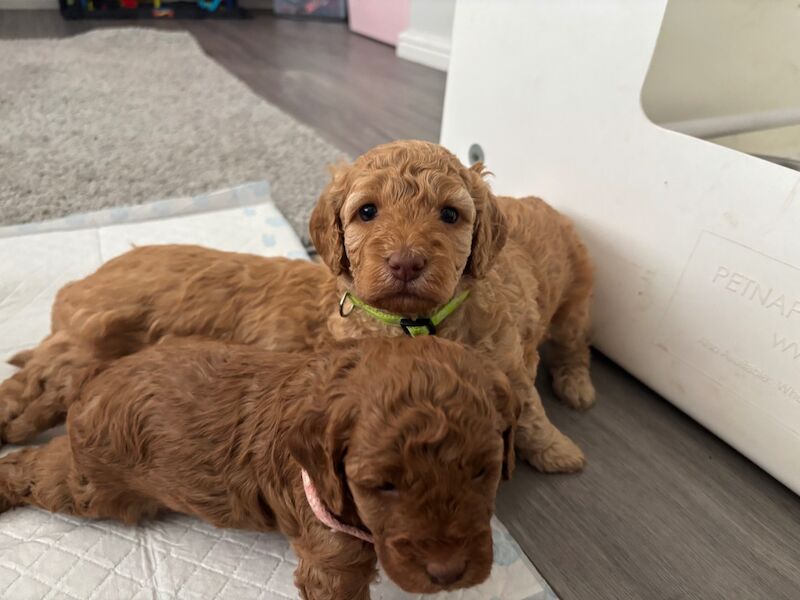 Cockapoo puppies for sale in Ipswich, Suffolk – 5 weeks old - Image 5 of 13