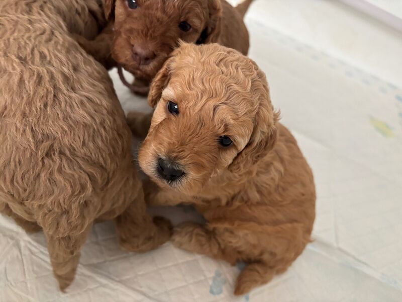 Cockapoo puppies for sale in Ipswich, Suffolk – 5 weeks old - Image 6 of 13