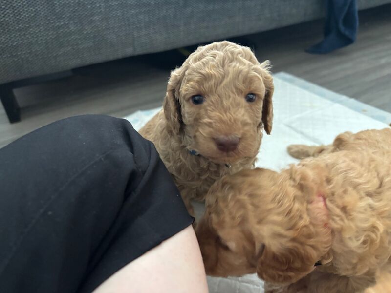 Cockapoo puppies for sale in Ipswich, Suffolk – 5 weeks old - Image 7 of 13