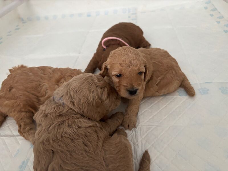 Cockapoo puppies for sale in Ipswich, Suffolk – 5 weeks old - Image 8 of 13