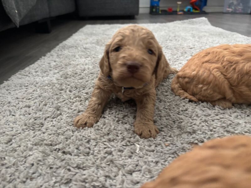 Cockapoo puppies for sale in Ipswich, Suffolk – 5 weeks old - Image 9 of 13