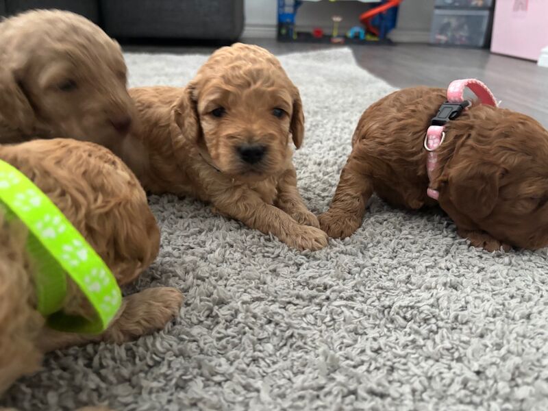 Cockapoo puppies for sale in Ipswich, Suffolk – 5 weeks old - Image 10 of 13