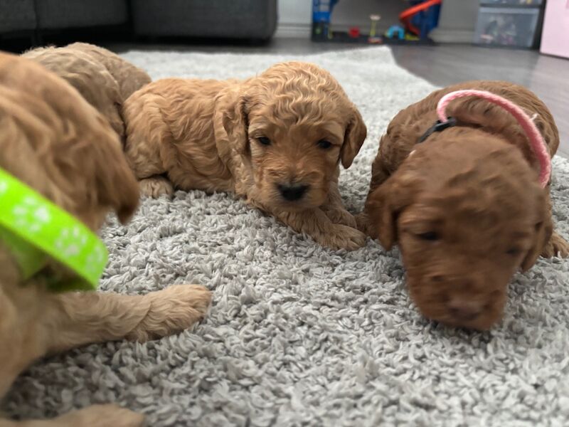 Cockapoo puppies for sale in Ipswich, Suffolk – 5 weeks old - Image 11 of 13
