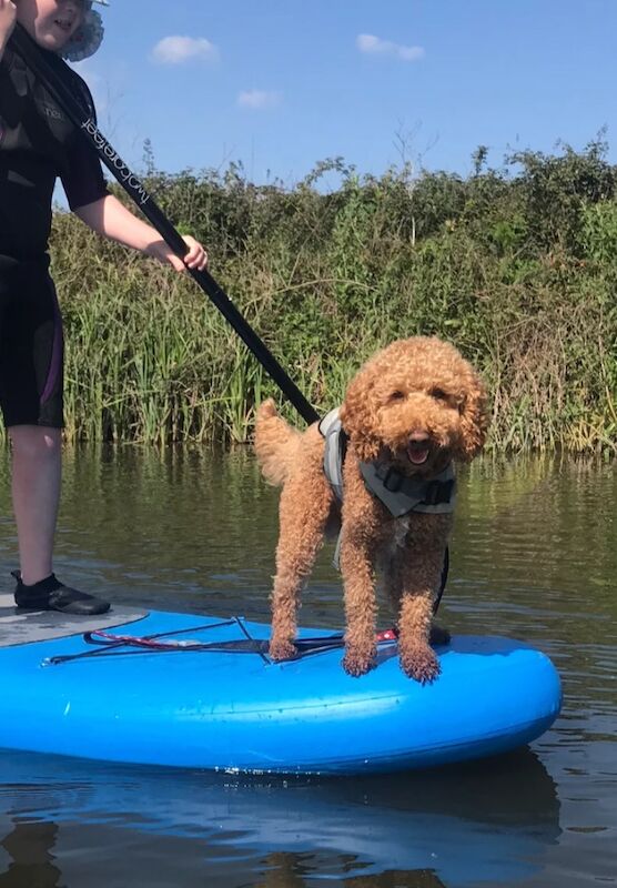 Cockapoo puppies for sale in Ipswich, Suffolk – 5 weeks old - Image 12 of 13