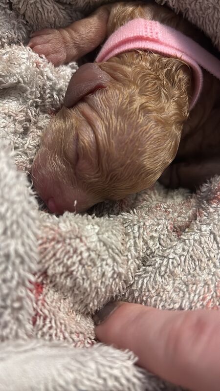 Miniature Cockapoo Puppies For Sale