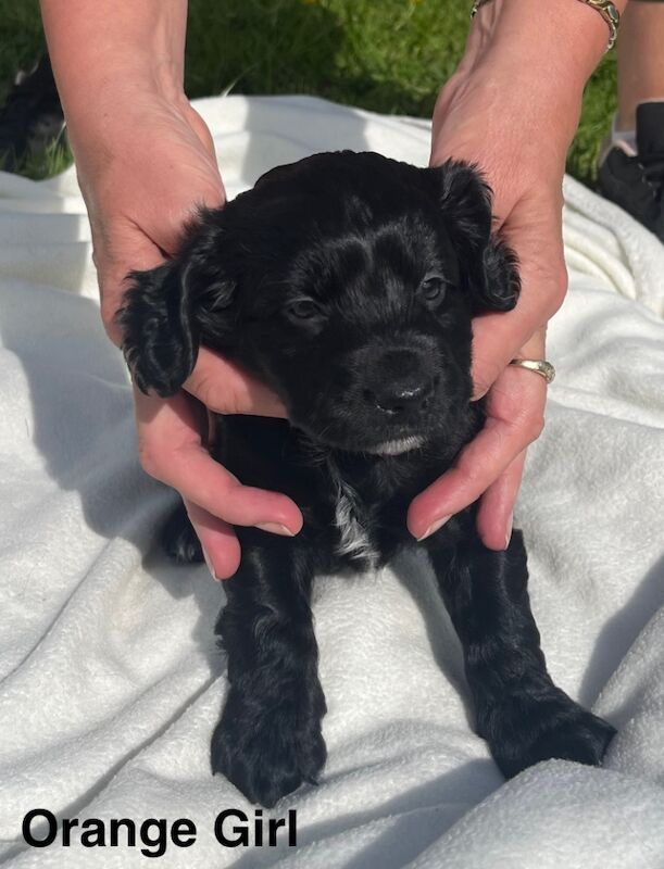 F1b Cockapoo Puppies for sale in Sedgefield, Durham