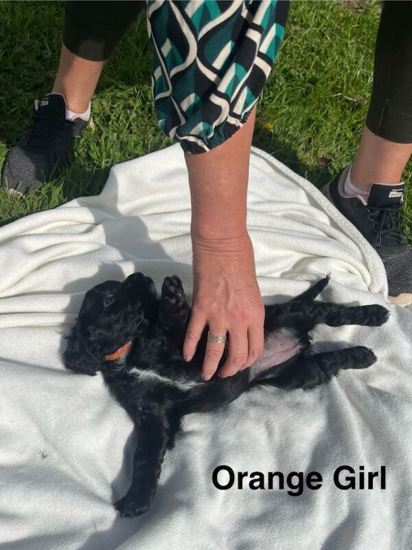 F1b Cockapoo Puppies for sale in Sedgefield, Durham - Image 2
