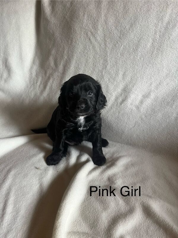 F1b Cockapoo Puppies for sale in Sedgefield, Durham | Image 3