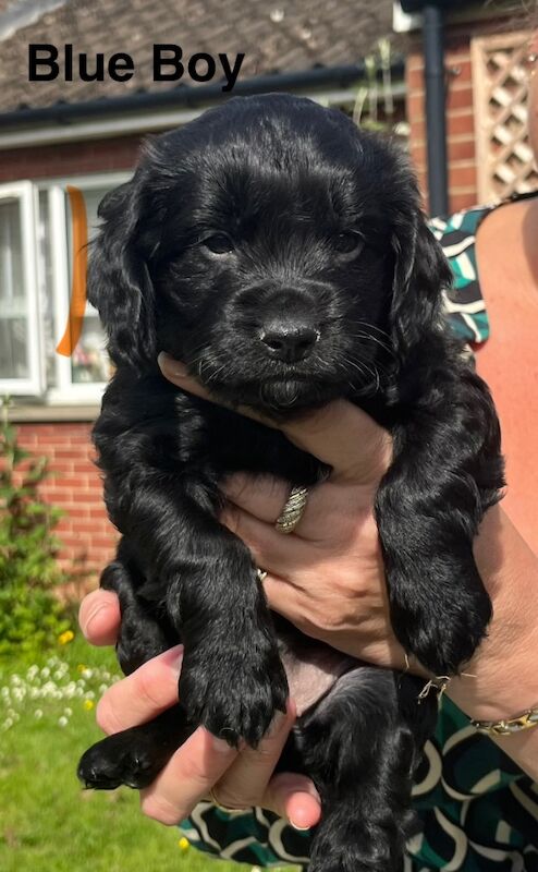 F1b Cockapoo Puppies for sale in Sedgefield, Durham - Image 4