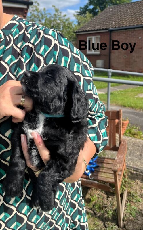 F1b Cockapoo Puppies for sale in Sedgefield, Durham - Image 5