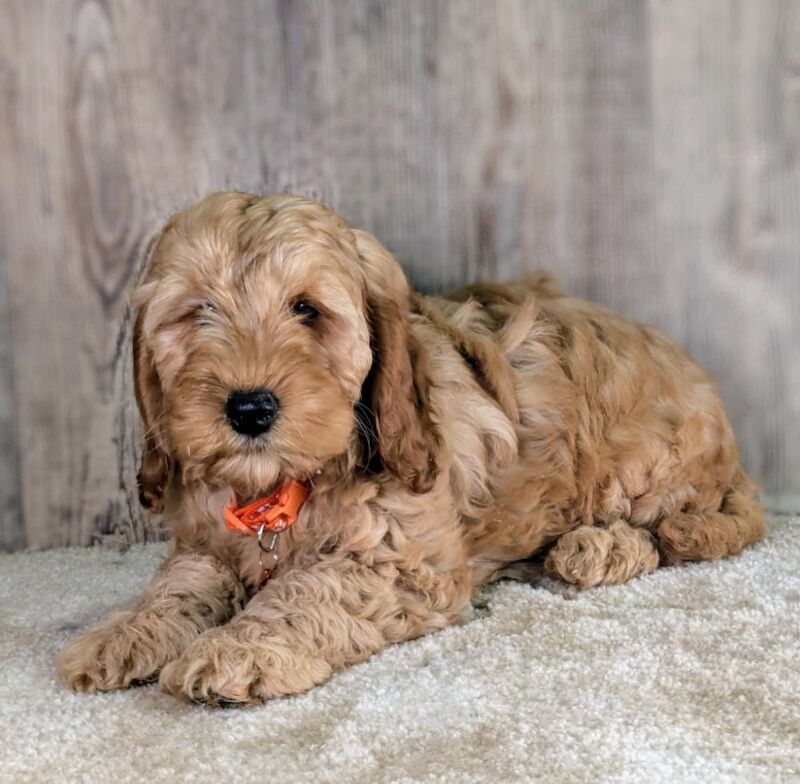 Cockapoo puppies for sale in SA340SE – 11 weeks old
