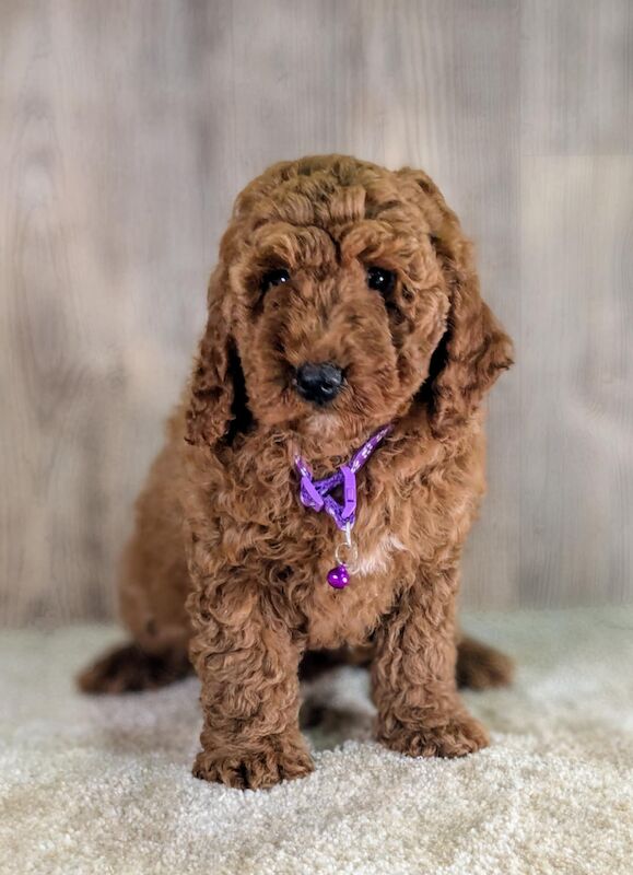 Cockapoo Puppies For Sale Under £1,000