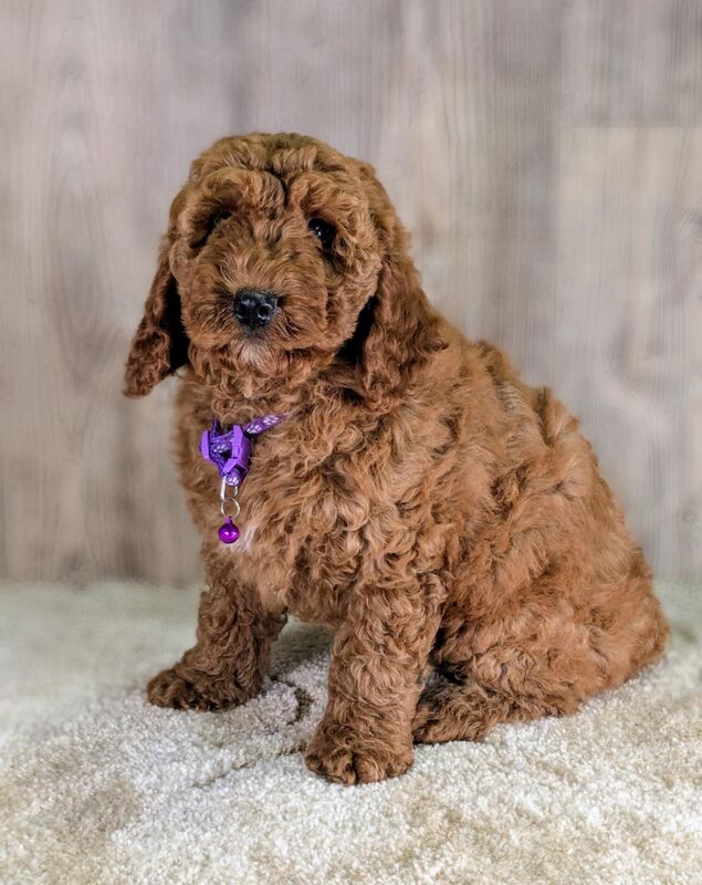 Cockapoo puppies for sale in SA340SE – 3 months old - Image 2 of 3