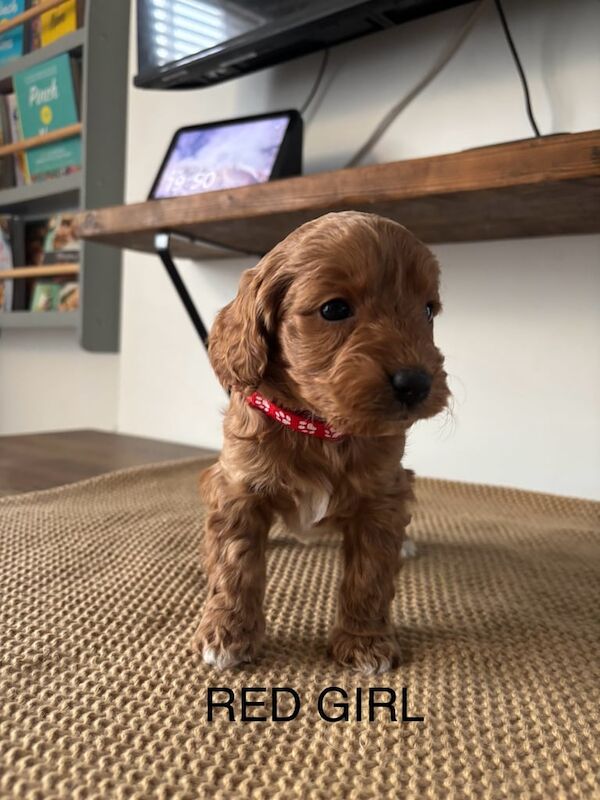 F1B cockapoo puppies for sale in Woodthorpe, Nottinghamshire