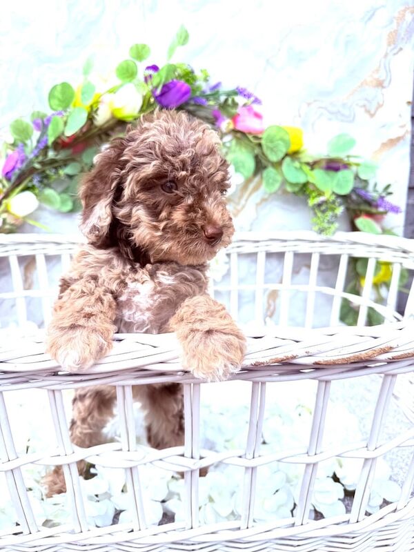 F1b Cockapoo Puppies for sale in Strathaven, Lanarkshire