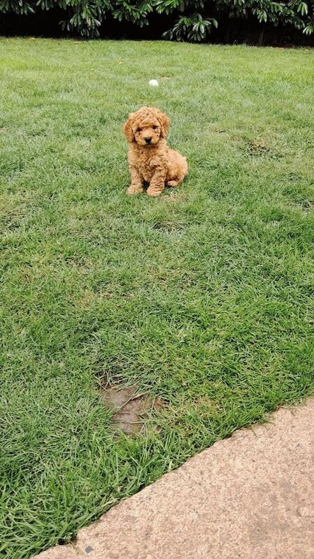 F1b cockapoo puppies for sale in Newark, Cambridgeshire | Image 2