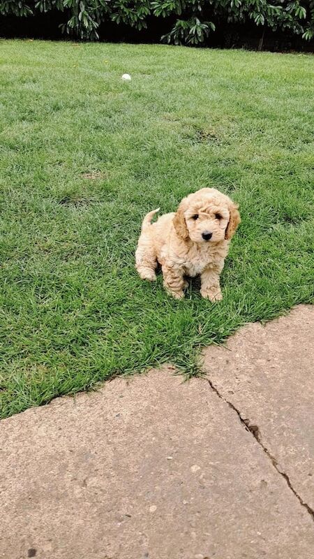 F1b cockapoo puppies for sale in Newark, Cambridgeshire | Image 3
