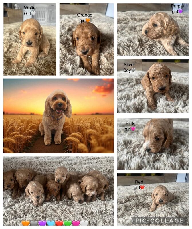 Cockapoo puppies for sale in Brecon / Aberhonddu, Powys – KC registered, 3 weeks old