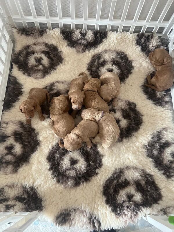 Cockapoo puppies for sale in Brecon / Aberhonddu, Powys – KC registered, 3 weeks old - Image 2 of 3