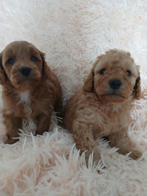 Cockapoo puppies for sale in Chesterfield, Derbyshire – 4 weeks old