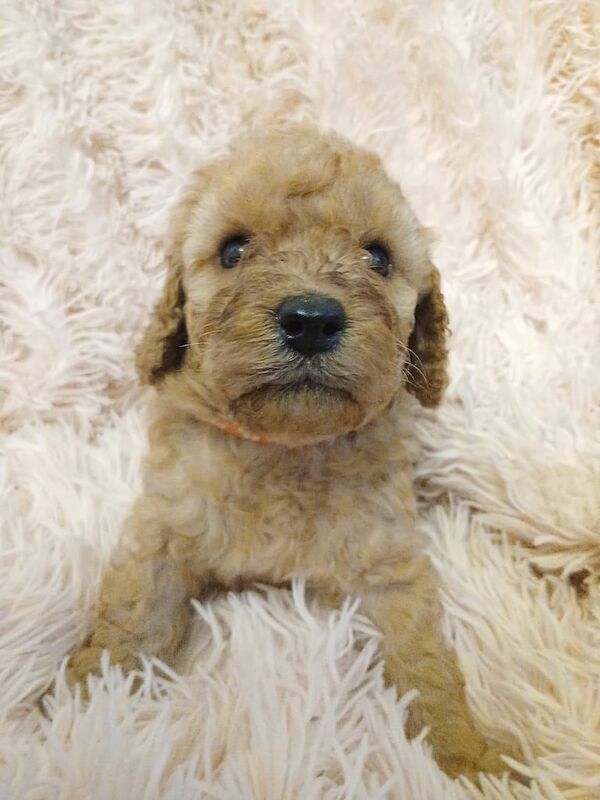 Cockapoo puppies for sale in Chesterfield, Derbyshire – 4 weeks old - Image 2 of 3