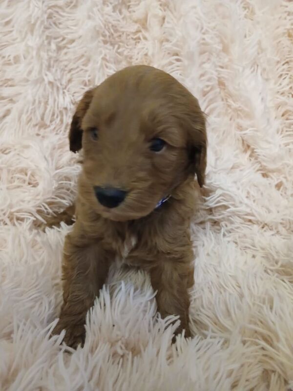 Cockapoo puppies for sale in Chesterfield, Derbyshire – 4 weeks old - Image 3 of 3