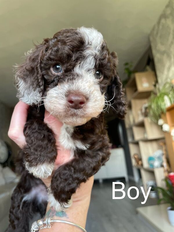 Cockapoo puppies for sale in Carmarthen / Caerfyrddin, Dyfed – 6 weeks old - Image 2 of 3