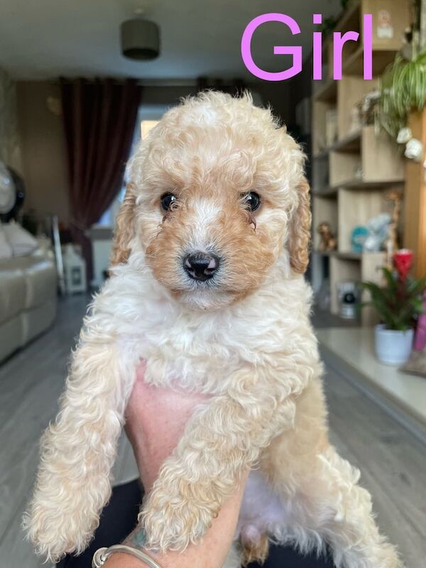 Cockapoo puppies for sale in Carmarthen / Caerfyrddin, Dyfed – 6 weeks old - Image 3 of 3