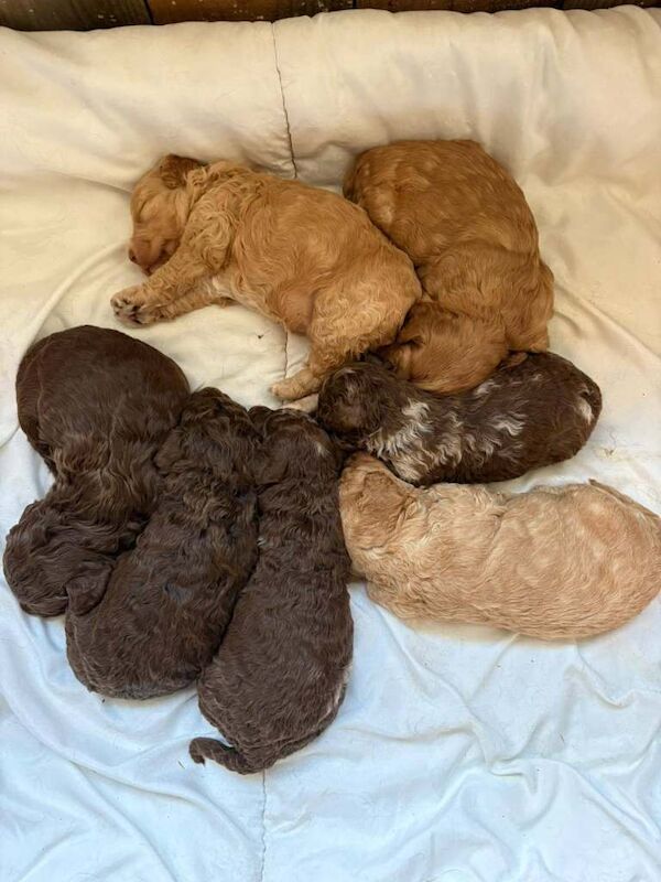 Cockapoo puppies for sale in Thirsk, North Yorkshire – 12 weeks old - Image 2 of 3