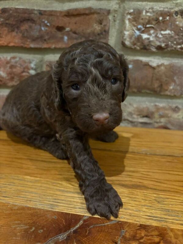 Cockapoo puppies for sale in Thirsk, North Yorkshire – 12 weeks old - Image 3 of 3