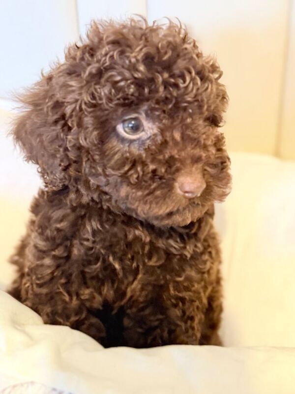 Cockapoo puppies for sale in Hamilton, Lanarkshire – 11 weeks old