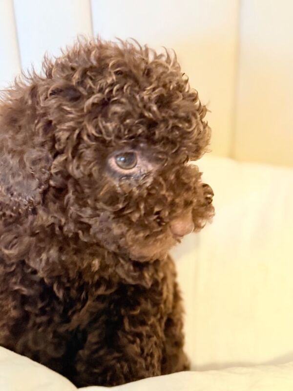 Cockapoo puppies for sale in Hamilton, Lanarkshire – 3 months old - Image 2 of 5