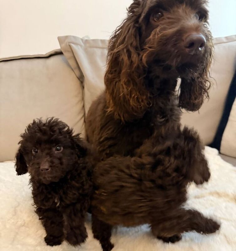 Cockapoo puppies for sale in Hamilton, Lanarkshire – 3 months old - Image 5 of 5