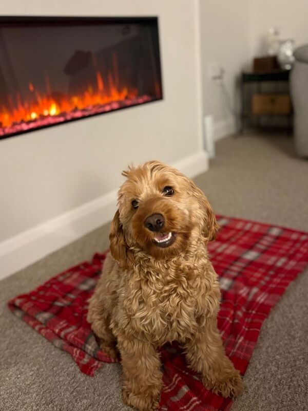 Cockapoo puppies for sale in Downpatrick, County Down – KC registered, 4 days old - Image 3 of 5