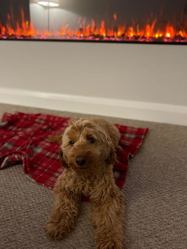 Cockapoo puppies for sale in Downpatrick, County Down – KC registered, 4 days old - Image 4 of 5