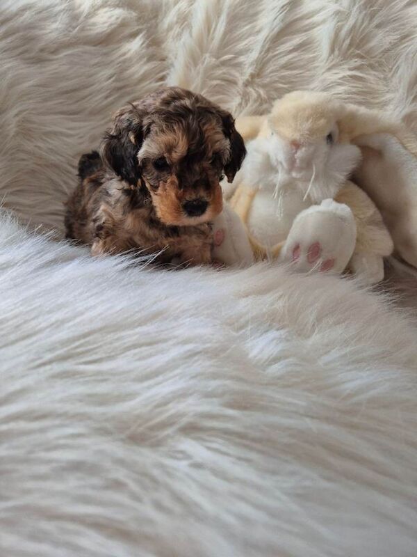 Cockapoo puppies for sale in Torpoint, Cornwall – KC registered, 6 weeks old