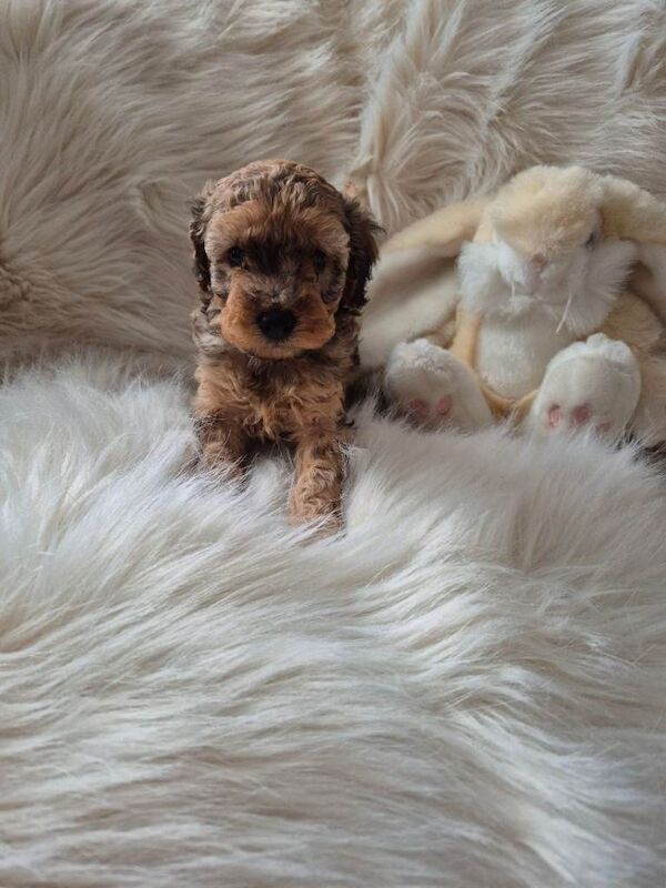 Cockapoo puppies for sale in Torpoint, Cornwall – KC registered, 6 weeks old - Image 2 of 5